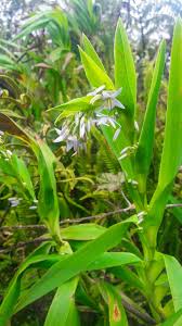 Image result for Convolvulus aschersonii