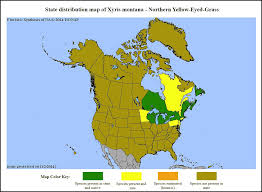 Image result for Xyris schliebenii