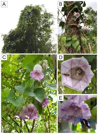 Image result for Argyreia