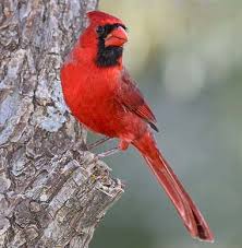 Image result for cardinals in red trees image