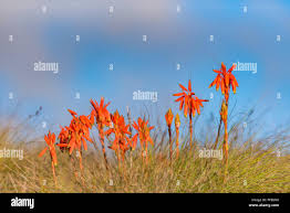 Image result for Aloe inyangensis