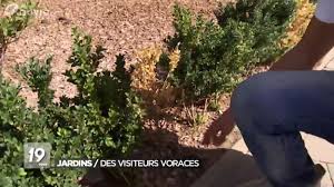 Cette chenille non venimeuse est une espèce invasive originaire d'asie. Jardins La Pyrale Du Buis Fait Des Degats