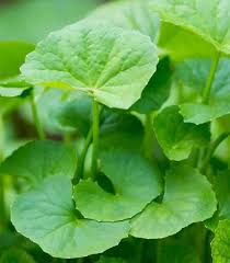 Pin On Herbs Edible Plants
