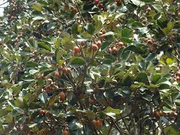 Image result for Manilkara kauki