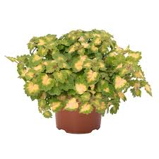 Image result for Coleus megacalyx
