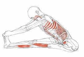 Pin By Drishti Yoga International Tea On Health Yoga Anatomy Yoga Muscles Yoga
