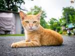 5 Reasons Why Ginger Cats are So Special | Wellness Pet Food
