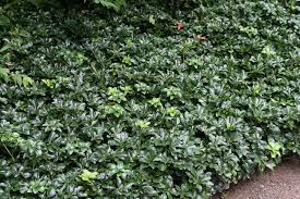 Japanese pachysandra, japanese spurge, pachysandra. File Pachysandra Terminalis Green Sheen 2zz Jpg Wikimedia Commons
