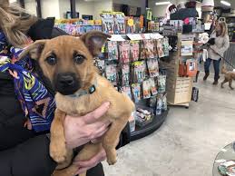 Apr 14, 2020 · it is the mission, duty, and purpose of zeus' rescues to eradicate pet homelessness and euthanasia within the new orleans metro area. Almost Home Candi The Knight Crier