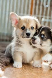 Show puppies are sold under private agreement. Love Corgis Cute Baby Animals Puppies Cute Dogs
