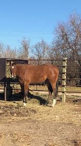 We have more horses for sale than any other equine market place in the us. Updated Today Horses For Sale All Breeds All Disciplines All States