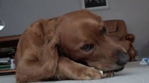 Golden retriever information including personality, history, grooming, pictures, videos, and the akc the golden retriever, an exuberant scottish gundog of great beauty, stands among america's most. Angry Golden Retriever Poong Youtube