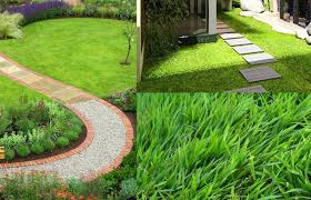 Hal ini dikarenakan rumput ini mudah ditanam untuk para pemula yang baru ingin belajar menanam tanpa perawatan yang sulit, dan ketika sudah tumbuh dengan sempurna akan terlihat. 7 Jenis Rumput Untuk Taman Rumah Creo House