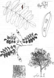 Image result for Xeroderris stuhlmannii