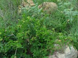 Image result for Cissus integrifolia