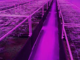 Cons of growing cannabis with led lights. How Leds Are Making Weed Better Wired