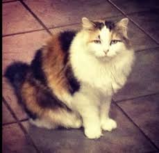 Olive oil has proven to be extremely effective at removing mats and tangles in cat fur. Severely Matted Cat Help Thecatsite