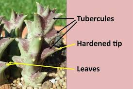 Image result for Orbea melanantha