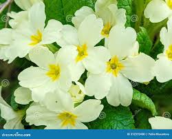 Image result for Primulaceae