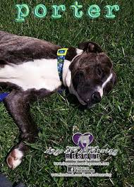 I sort of doubt they would permit pet dogs on the pier. Pet Vet Express Crete Il Tinggyboii