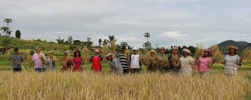 Cara panen padi tergantung kepada alat perontok yang digunakan. Hasil Panen Padi Kami Kini Naik Hampir Dua Kali Lipat Pt Toba Pulp Lestari Tbk