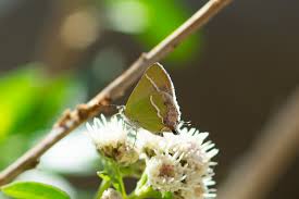 Image result for Balthasaria schliebenii