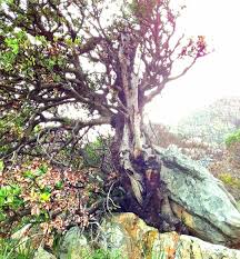 Image result for Vitellariopsis