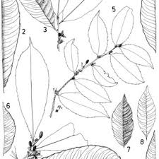 Image result for Dielsiothamnus divaricatus