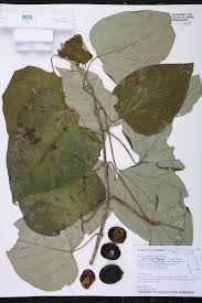 Image result for Gmelina arborea