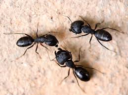 The trilobite beetle has kept scientists baffled for nearly 200 years. Identifying Carpenter Ants Carpenter Ant Black Carpenter Ants Big Ant