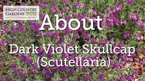 Image result for Scutellaria violascens