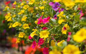 Image result for foto Million Bells