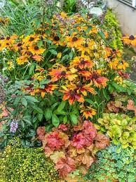 Image result for Heuchera `Swirling Fantasy`