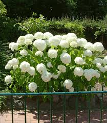 Was sie alles über die pflege der annabella wissen. Schneeball Hortensie Annabelle Hortensien Bei Baldur Garten