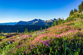 If your schedule allows you time to hike only one trail at mount rainier national park, we recommend the skyline trail, especially on a sunny day. Hiking Skyline Trail Mount Rainier National Park Washington Snows Out West