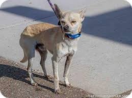 Albuquerque Nm Chihuahua Mix Meet Scrappy A Dog For Adoption Dog Adoption Kitten Adoption Chihuahua Mix