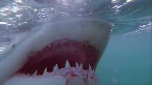 Great White Sharks Freediver In South Africa Youtube I Wonder If Great White Sharks Remember These Di Great White Shark Attack White Sharks Shark Attack