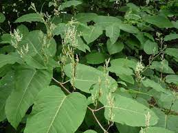 Downloade dieses freie bild zum thema pflanze blätter grün aus pixabays umfangreicher sammlung an public domain bildern und videos. Wie Heisst Diese Pflanze Grosse Blatter Im Garten Wie Bambus Pflanzen Wald Blaetter