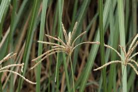 Image result for Eustachys