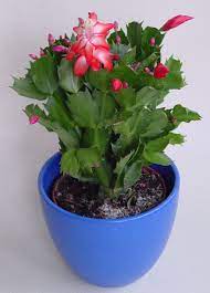 Here's a true christmas cactus in bloom from flickr. Christmas Cacti Can Re Bloom With Care The Fort Morgan Times