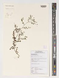 Image result for Phyllanthus omahakensis