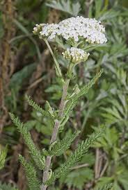 Achillea Millefolium Common Yarrow These Are Kinda Stinky Healing Plants Medicinal Plants Healing Herbs