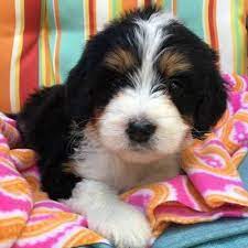 Pawrade connects pawsome people like you with happy, healthy puppies from our respected, prominent breeder relationships we've established over the last 15 years. Buckeye Bernedoodles Home Facebook