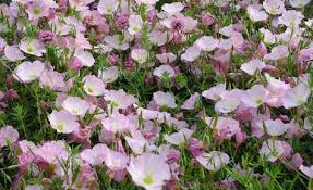 Rosa Nachtkerzen Sind Sehr Gut Fur Trockene Sonnige Standorte Geeignet Blumen Garten Pflanzen Nachtkerze Und Steingarten Pflanzen