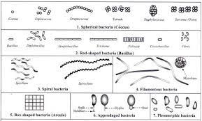 If one of the sides juts out past the sofa, it can make the room feel imbalanced and block the flow of traffic. Different Size Shape And Arrangement Of Bacterial Cells