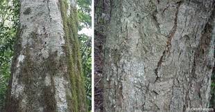 Image result for Homalium