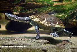 Mccord S Snake Necked Turtle Fact When Threatened These Snakes Emit A Strong Fowl Smelling Fluid From Their Musk Glands Turtle Facts Reptile Skin Turtle