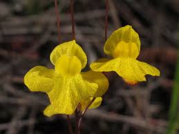 Image result for Utricularia subulata