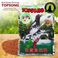 It is found in the indian subcontinent. Jual Promo Pakan Burung Kacer Anis Kembang Murai Rumput Laut Plus 3 In 1 Topsong Di Lapak Tawniastore Bukalapak