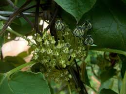 Image result for Ceropegia burchelliana